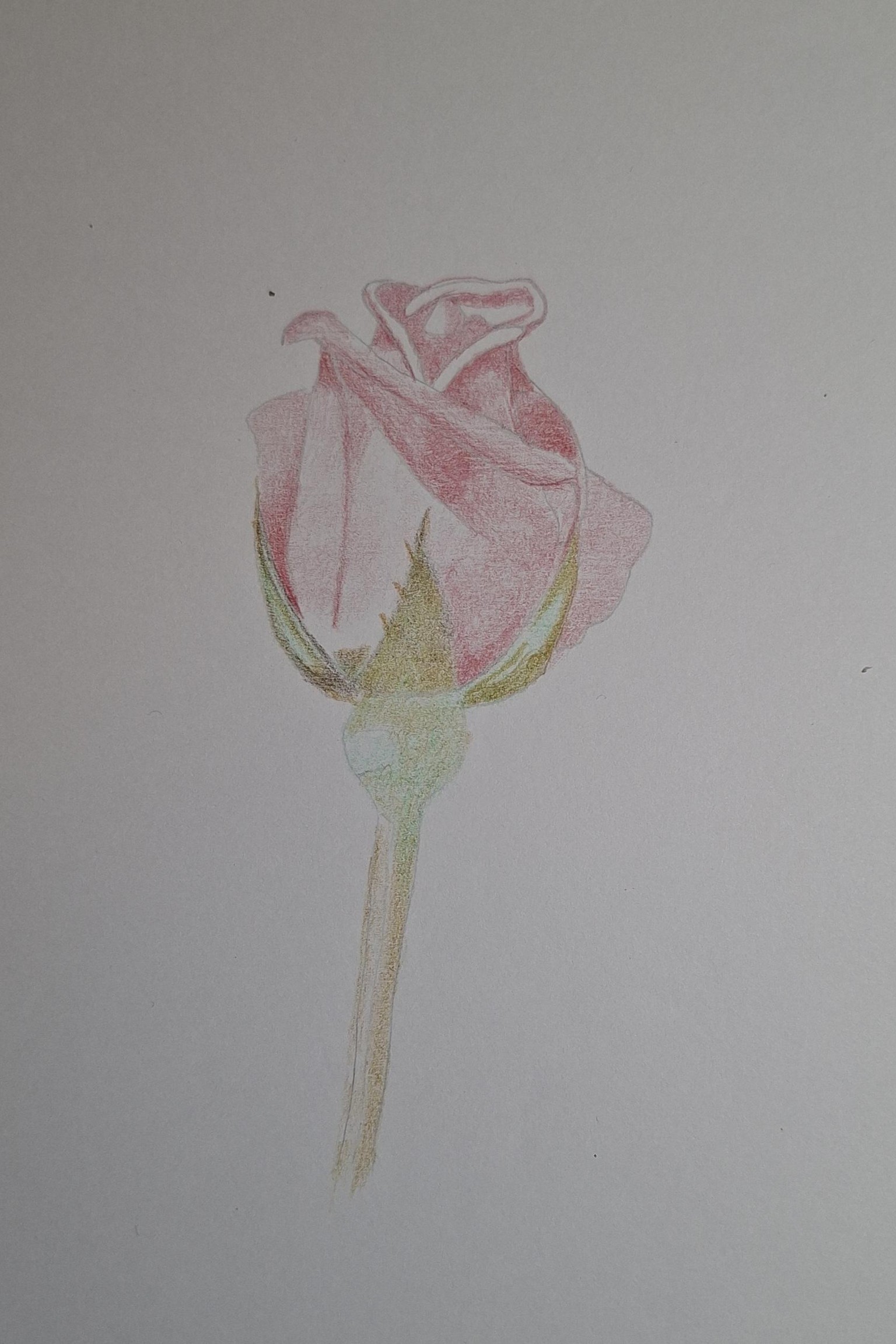 Rose -
