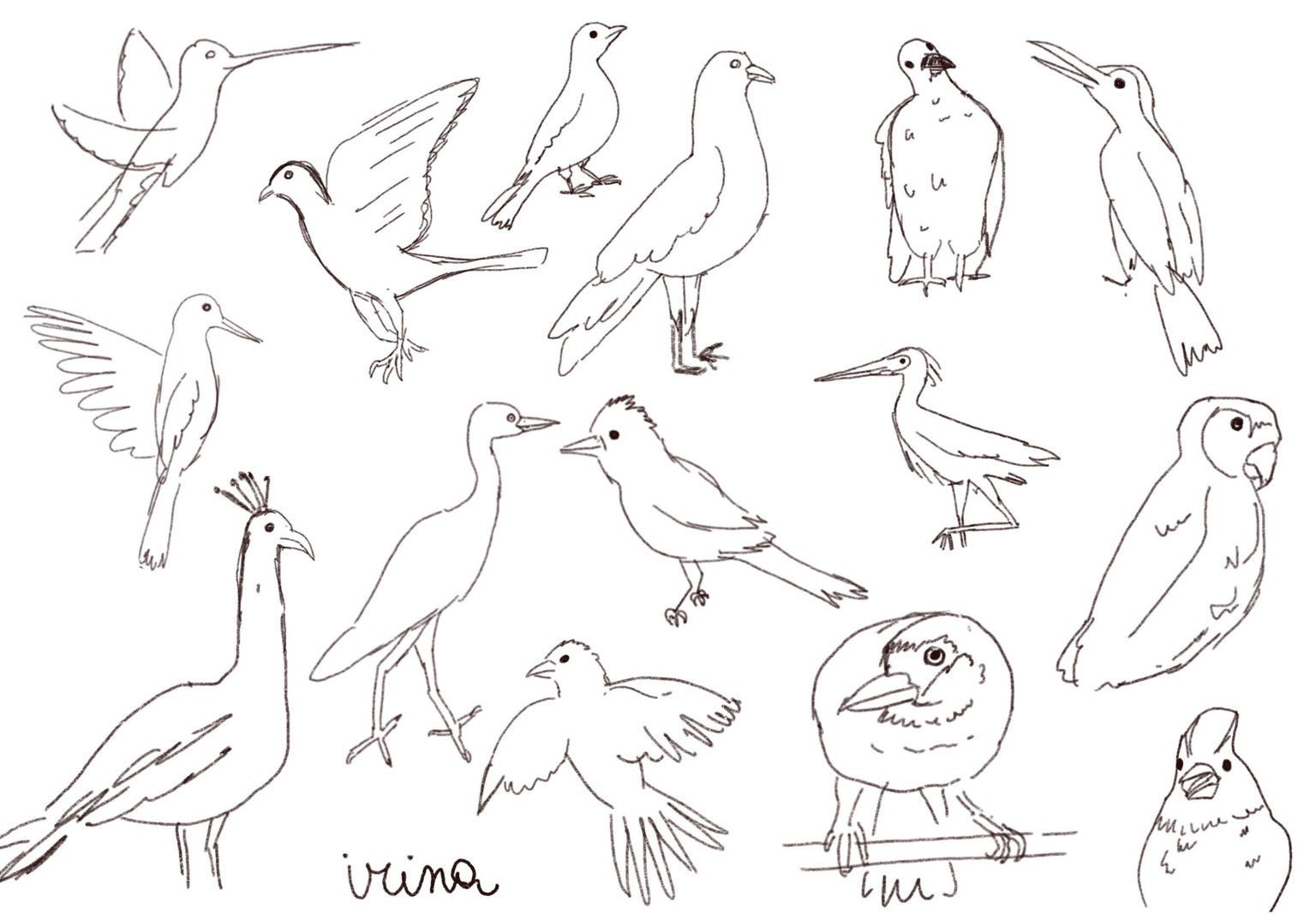10 days of Birds - image 1 - student project