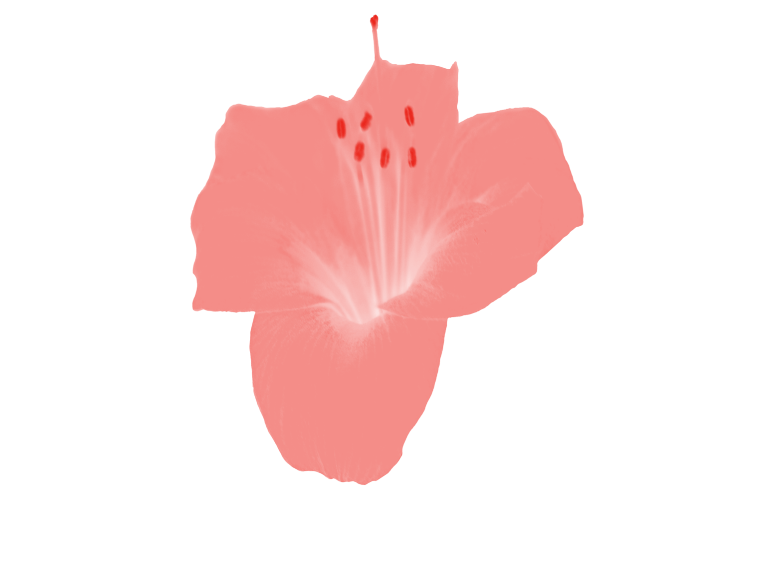 Red Flower Procreate Photo Stamp Brush - image 1 - student project