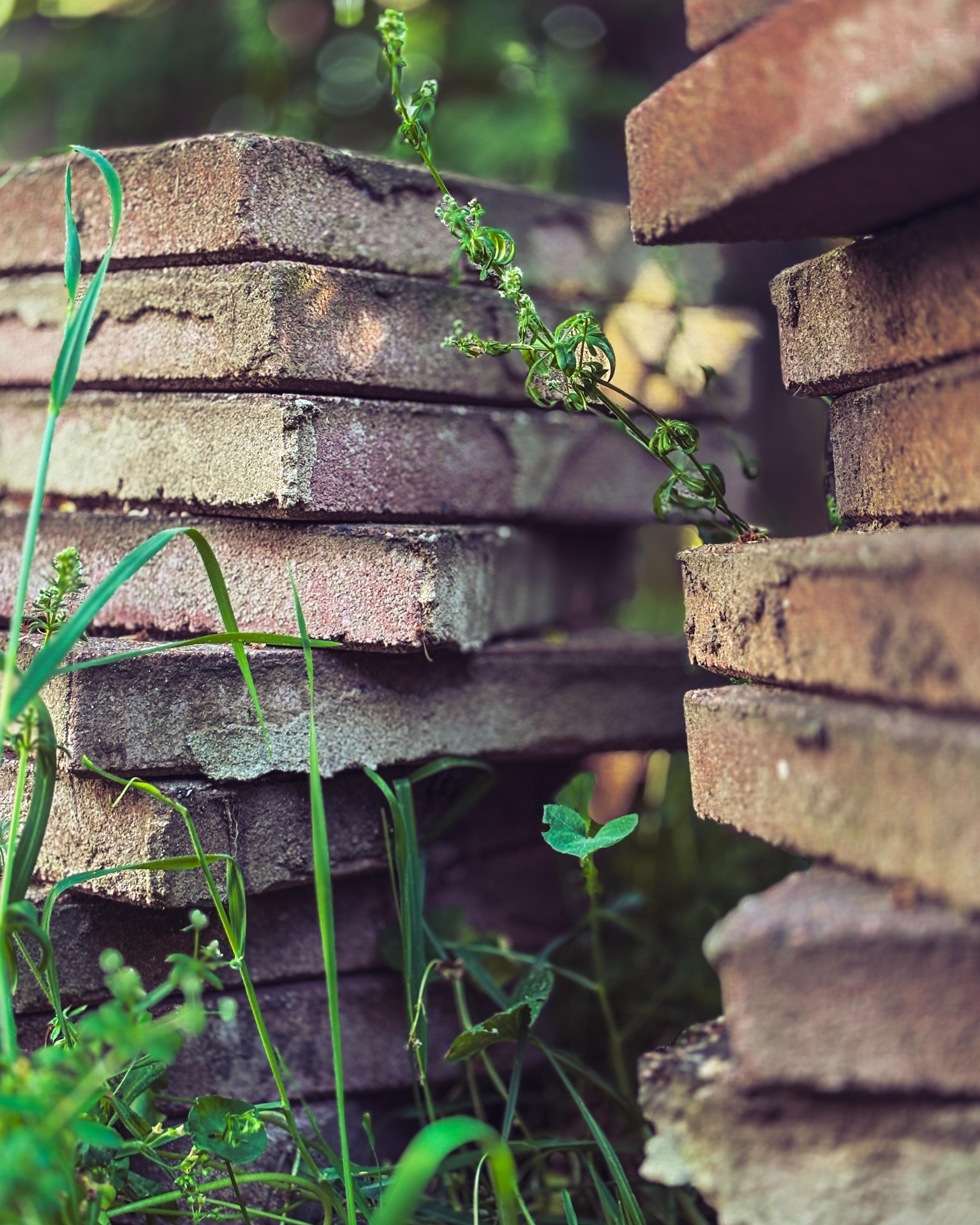 Backyard Weeds & Stones - image 2 - student project