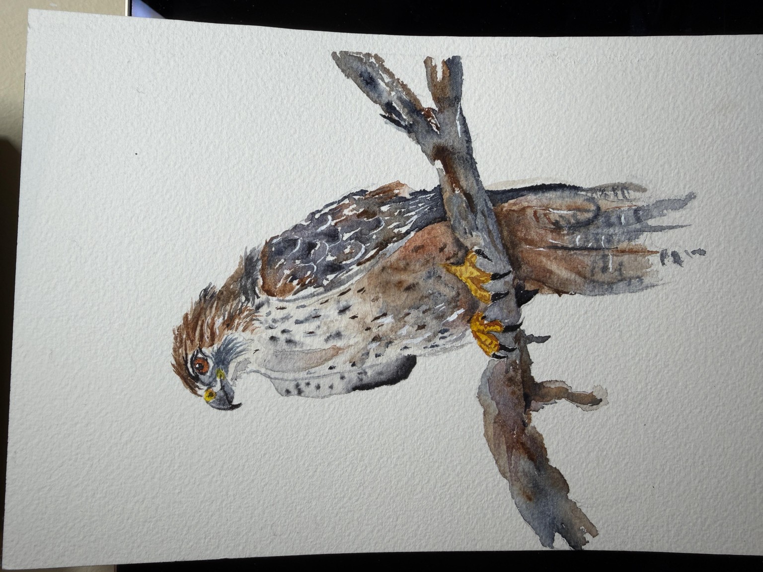 Falcon - image 1 - student project