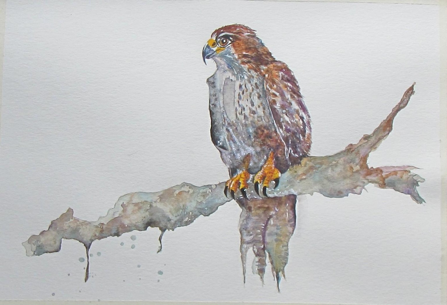 Grey Bird of Prey - image 1 - student project