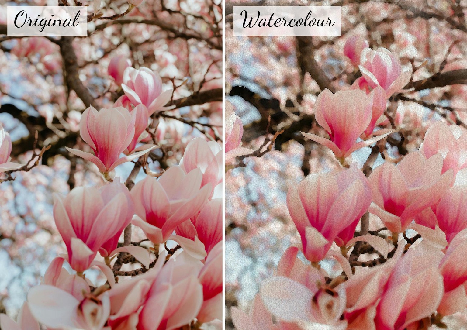 Magnolia Watercolour Effect - image 1 - student project