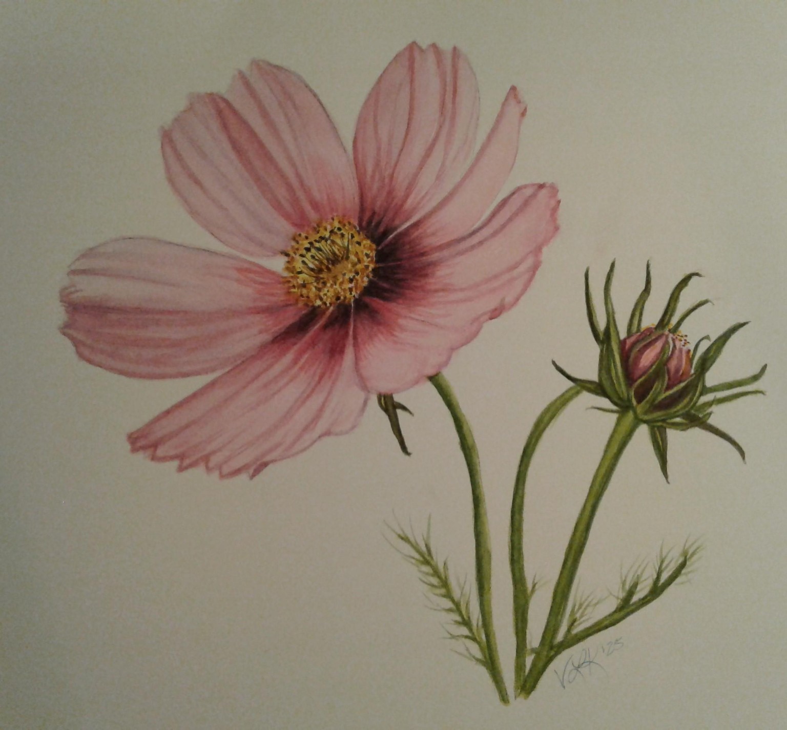 Pink Cosmos - image 1 - student project