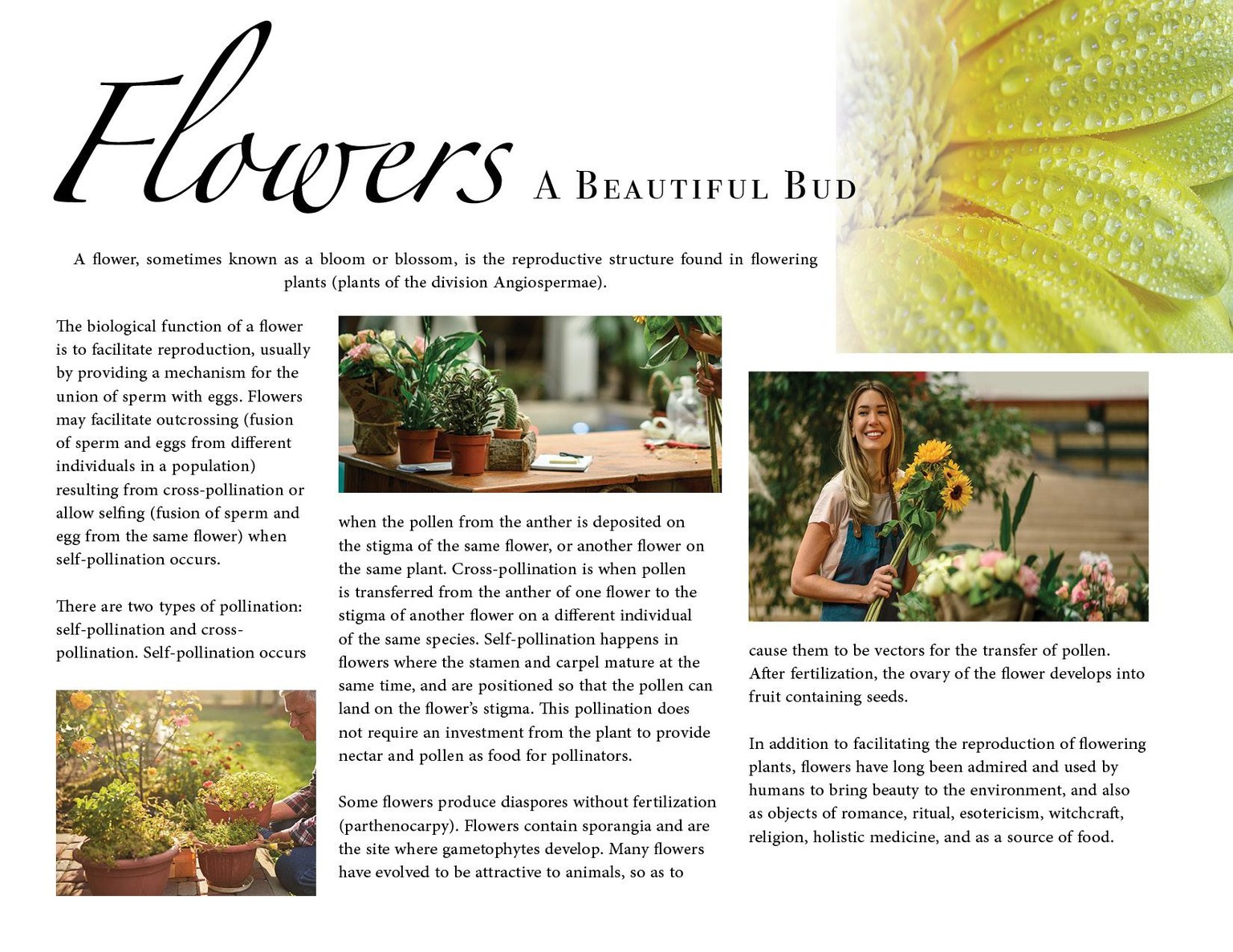 InDesign Informative Projects: Typography, Hierarchy, and Brand Color for Effective Design - image 4 - student project