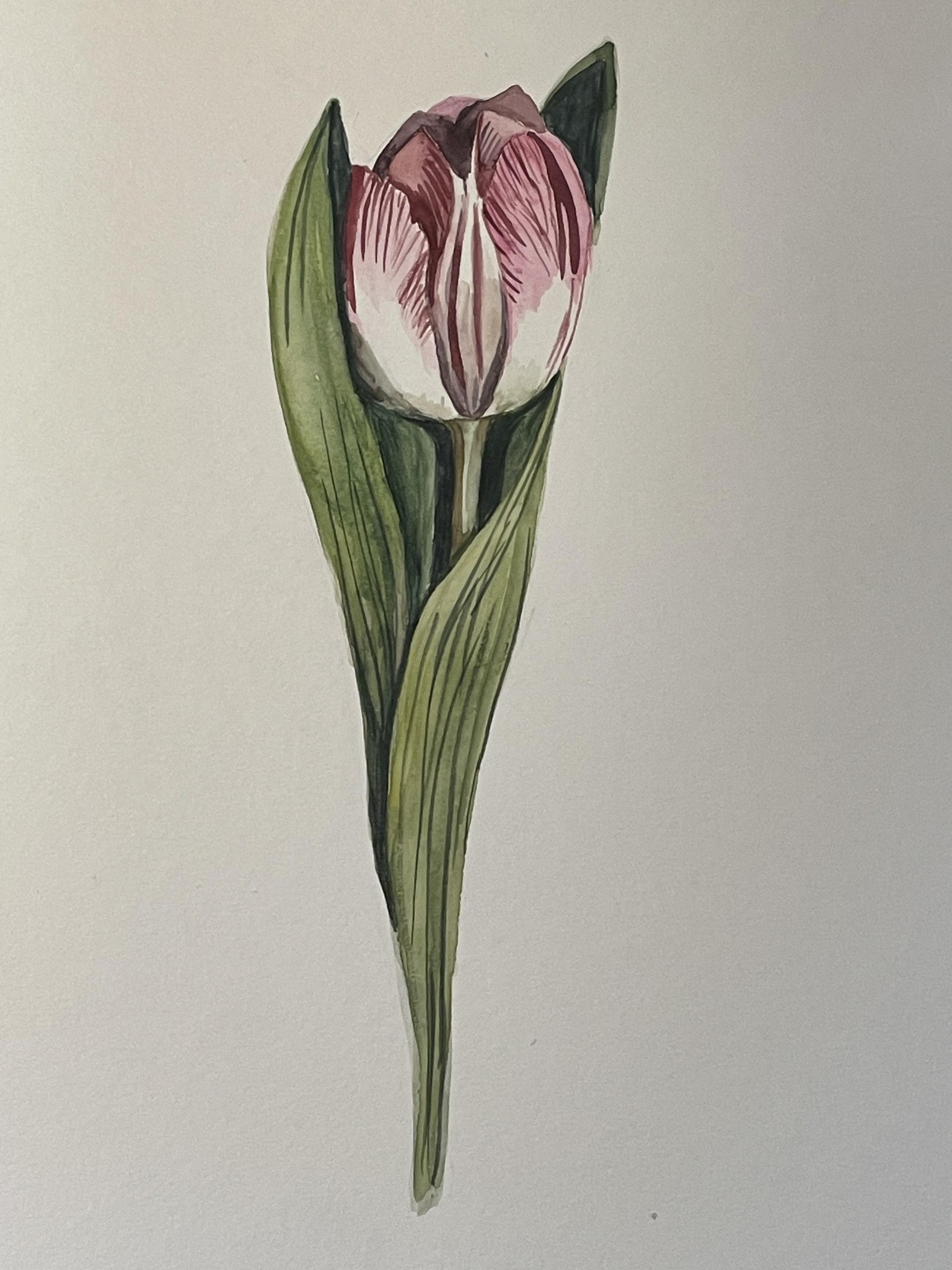 Tulipes roses à l'aquarelle - image 2 - student project