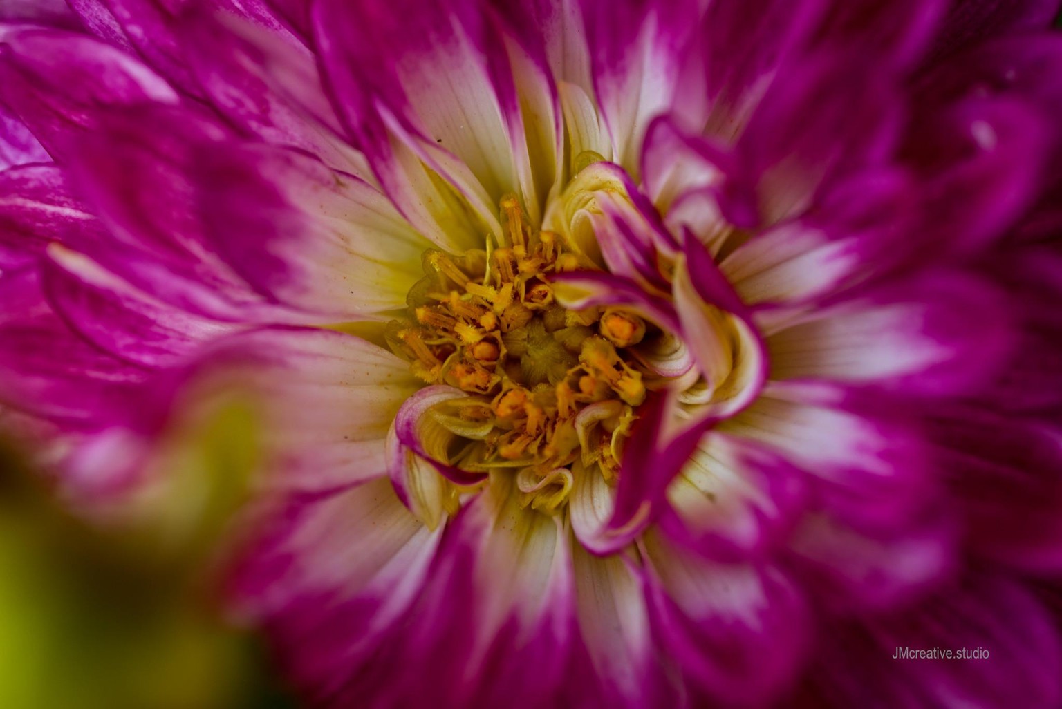 Dahlia - image 1 - student project