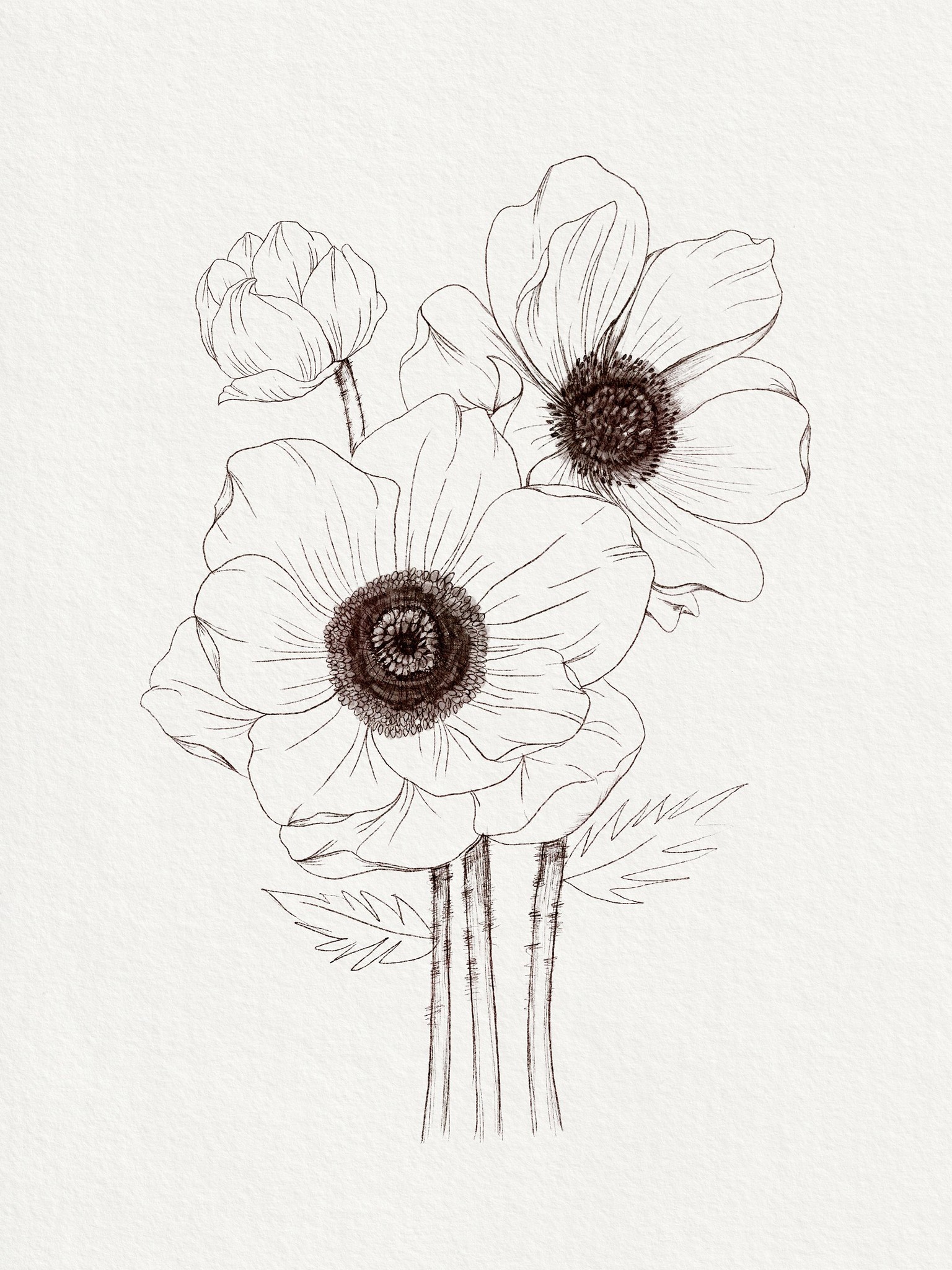Anemone Sketch - image 1 - student project