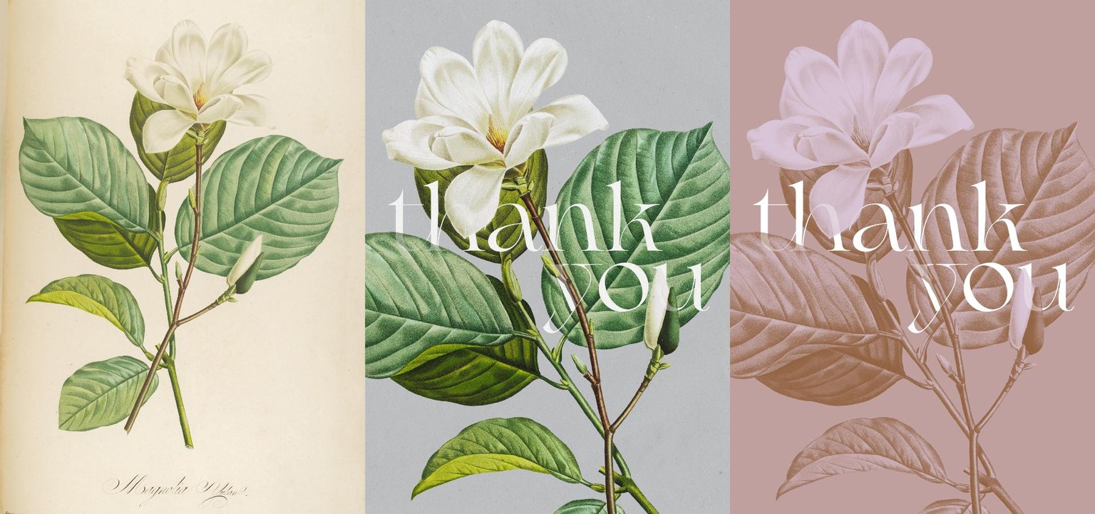 Botanical Design Exploration - image 5 - student project