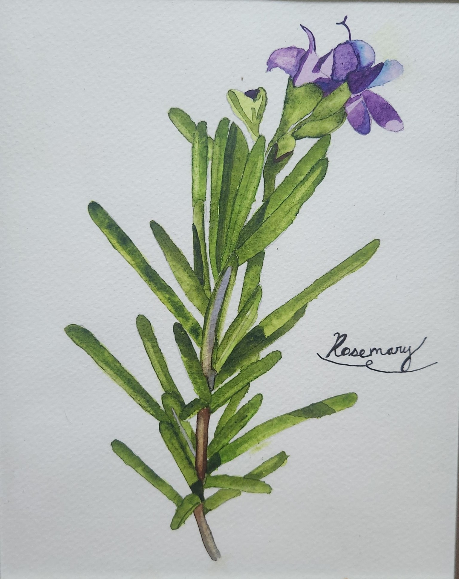 Sage, Sorrel, and Rosemary - image 3 - student project