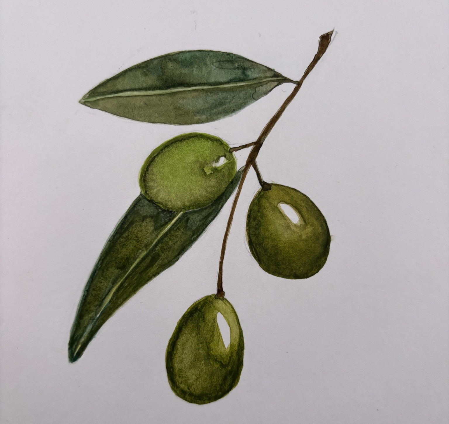 Green Olives - image 1 - student project