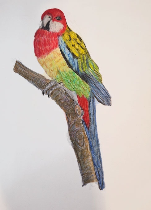 Colorful Bird - image 1 - student project