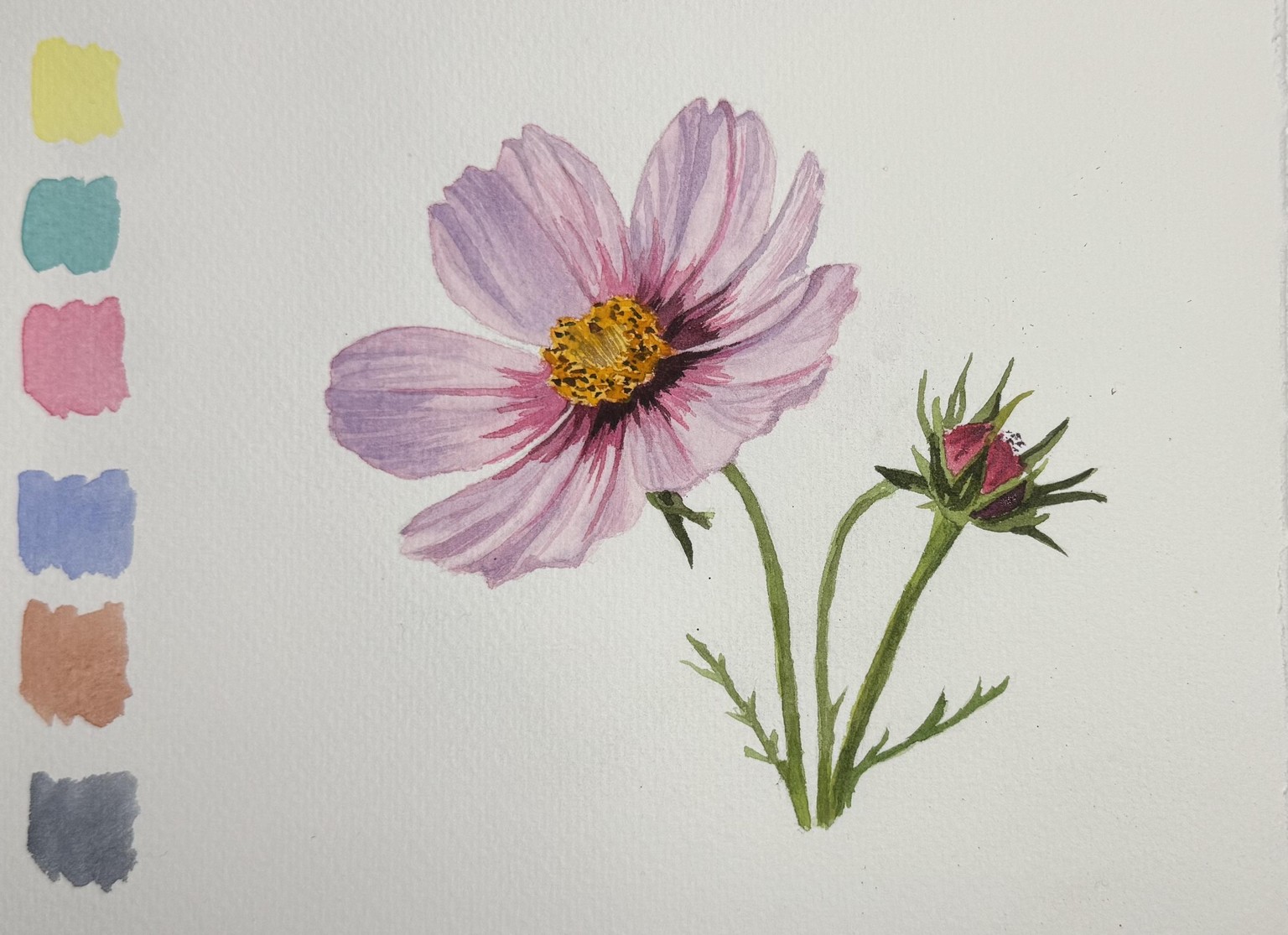 Cosmos Flower - image 1 - student project