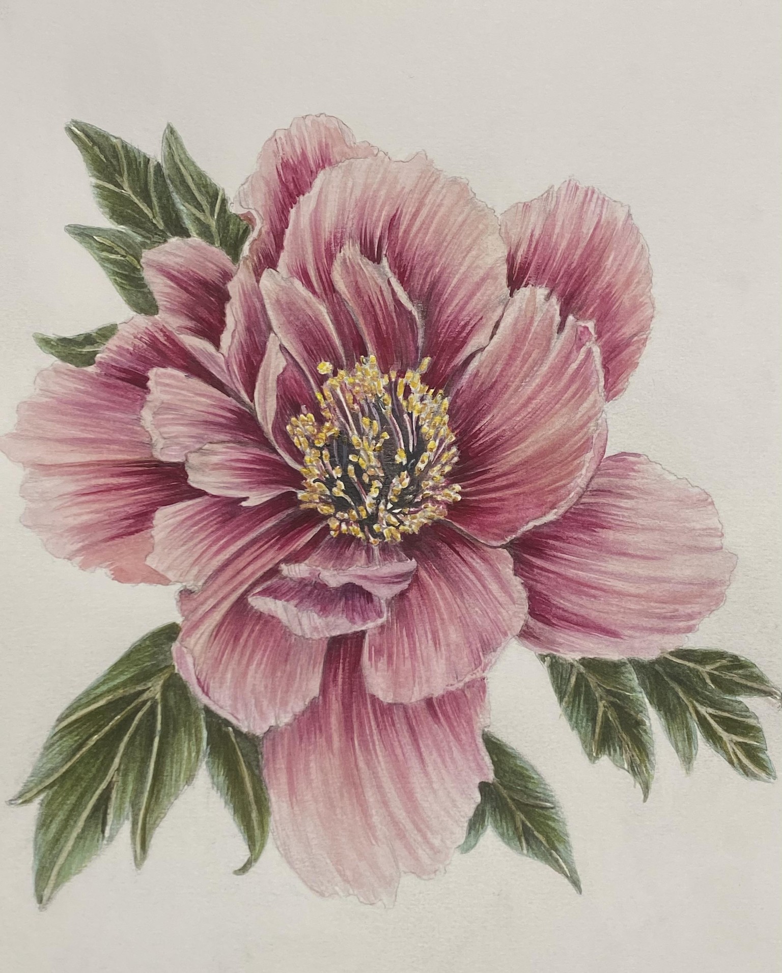 Botanical watercolor peony - image 1 - student project