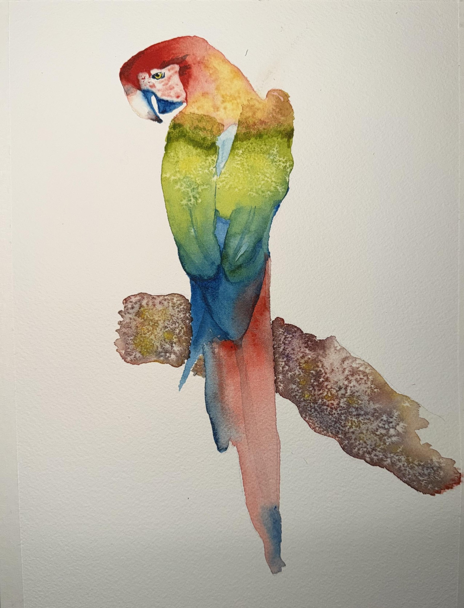My painted macaw and my real one - image 1 - student project