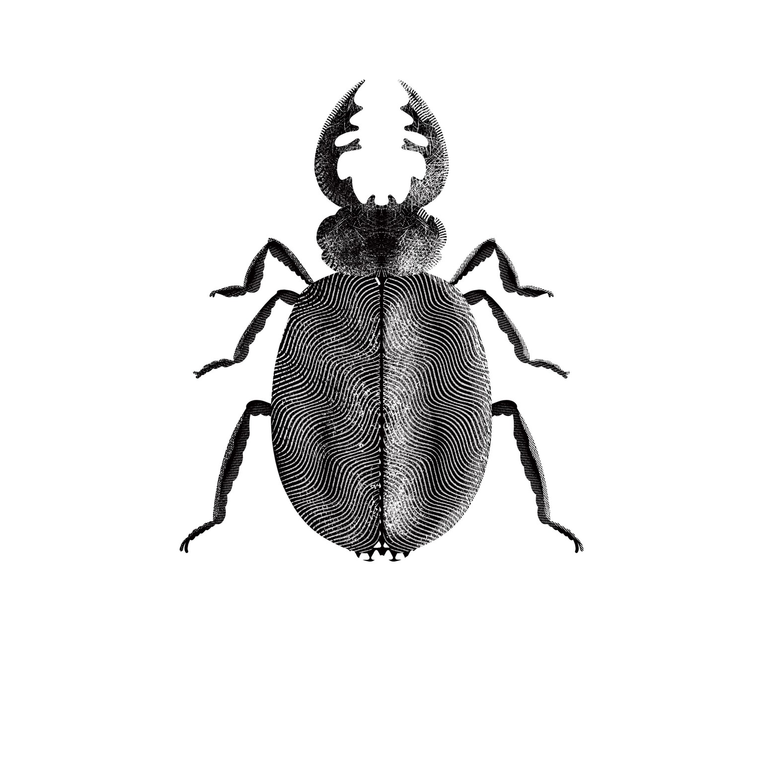 Bitten by the bug - image 2 - student project