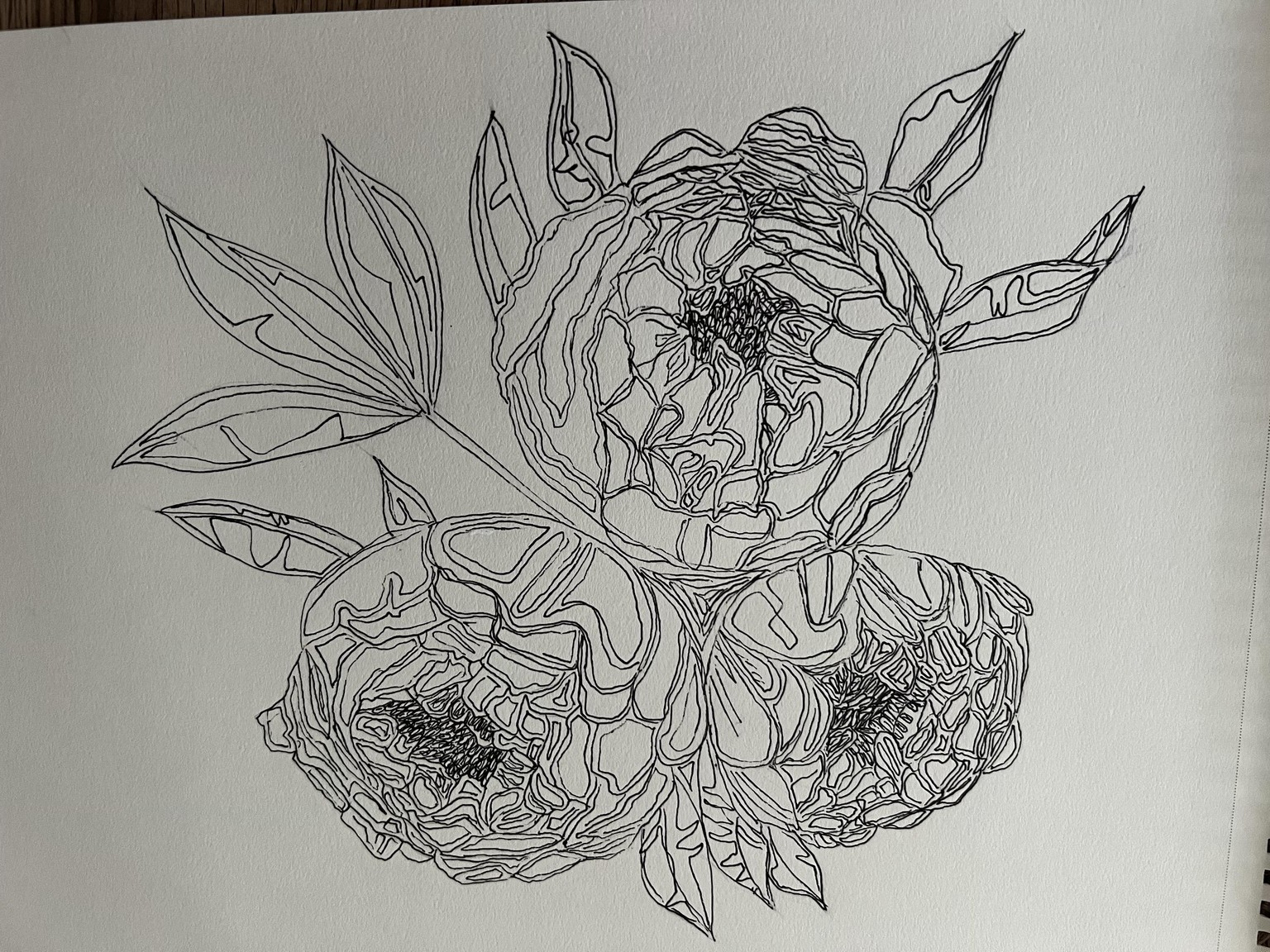 Botanical Pen and Ink - image 1 - student project