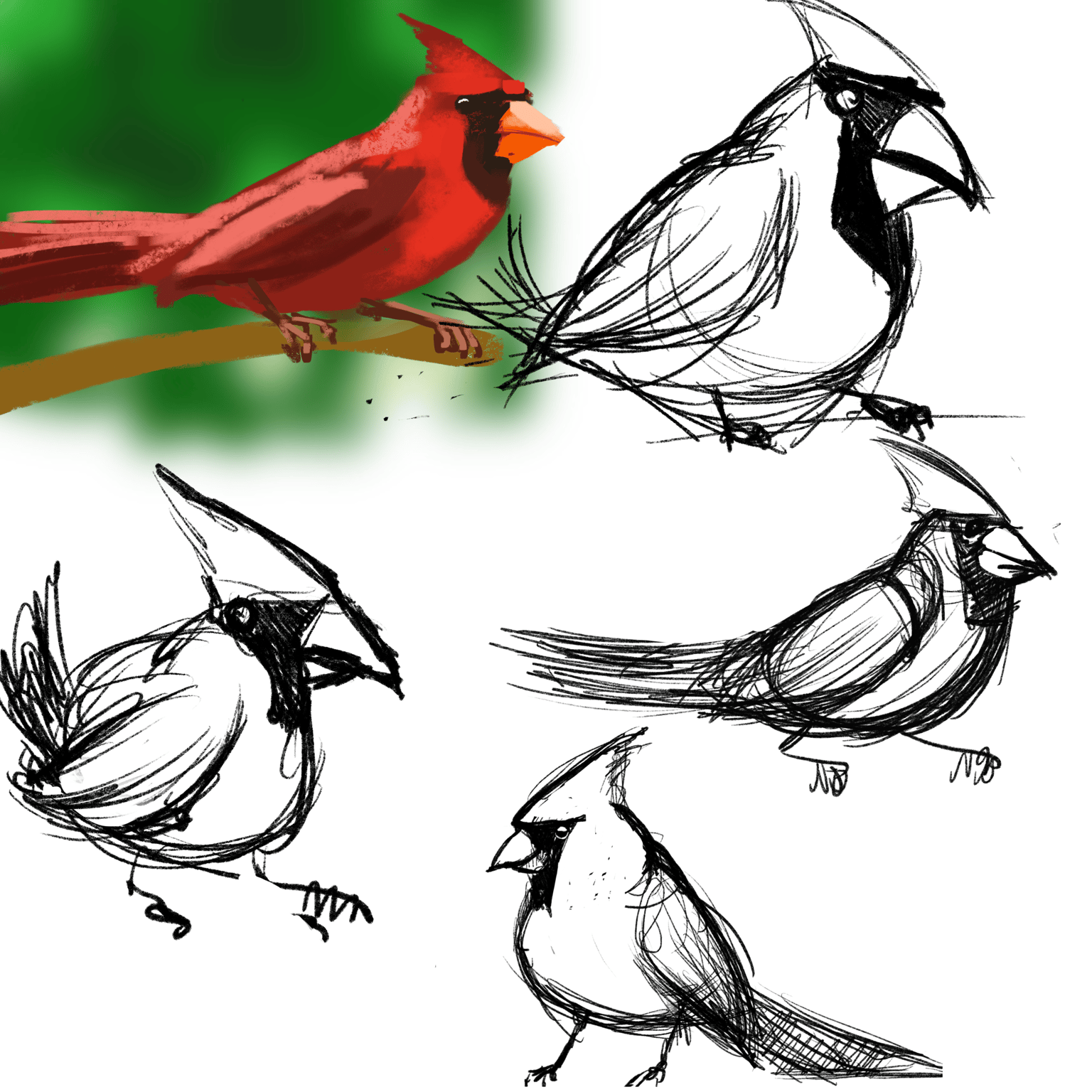 Cardinals - image 2 - student project