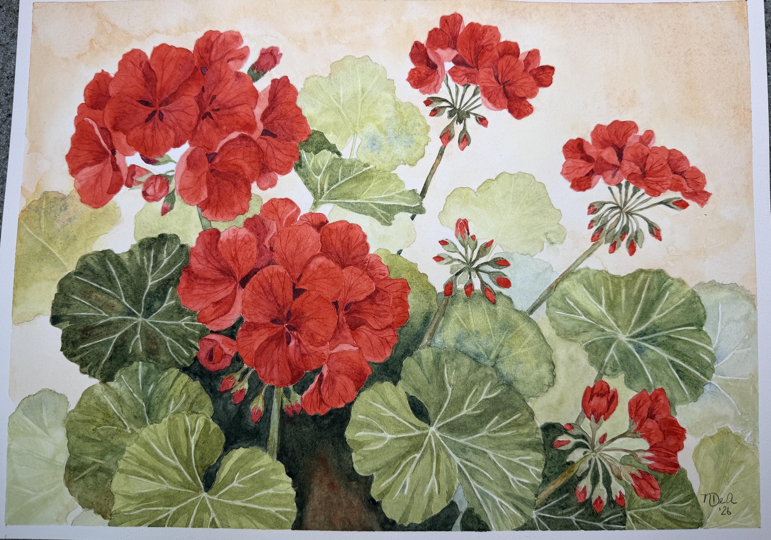 Geraniums - image 1 - student project