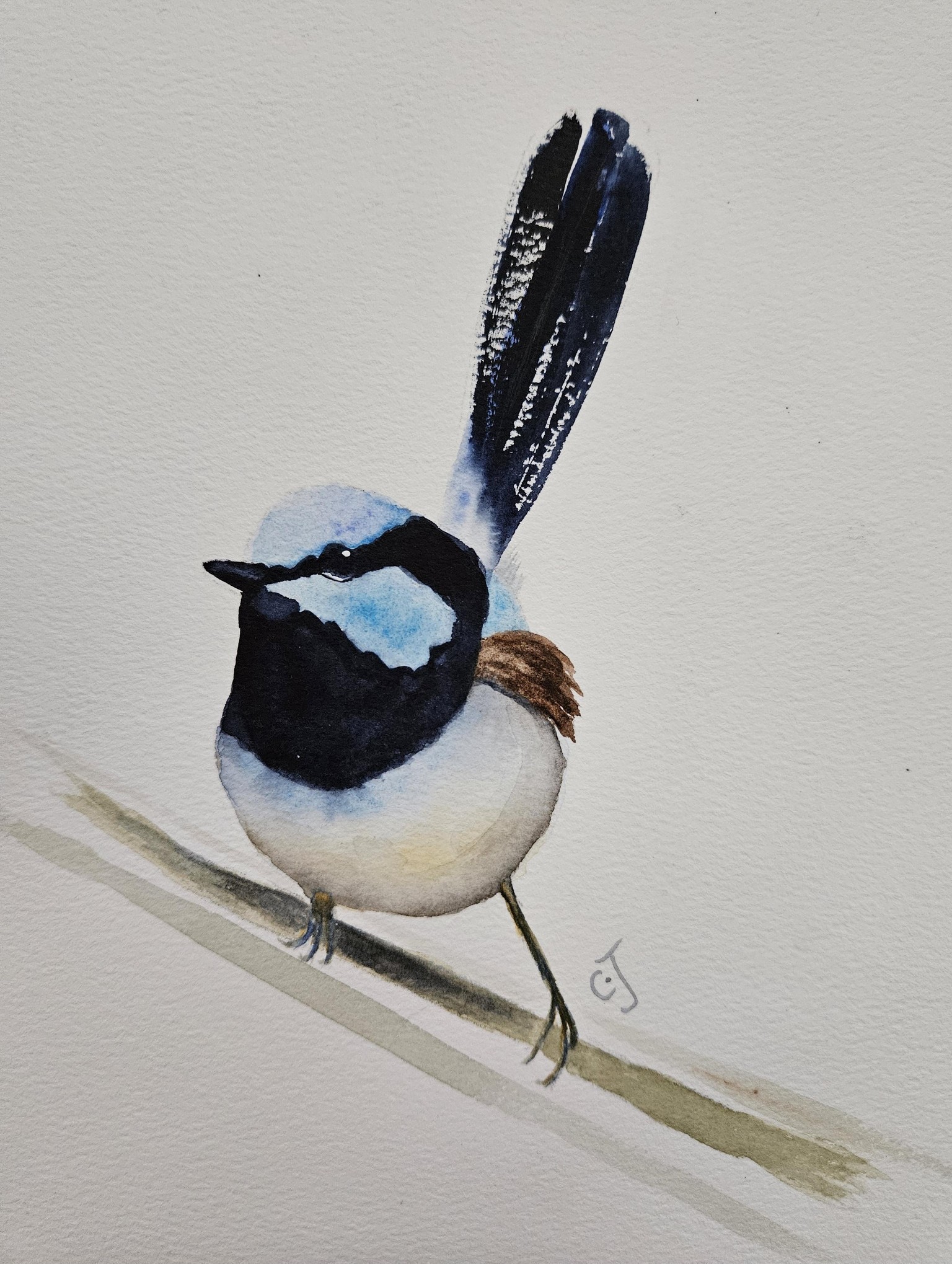 PLUMP BLUE WREN - image 1 - student project