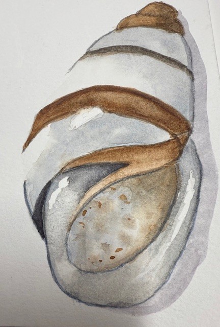Shells - image 3 - student project