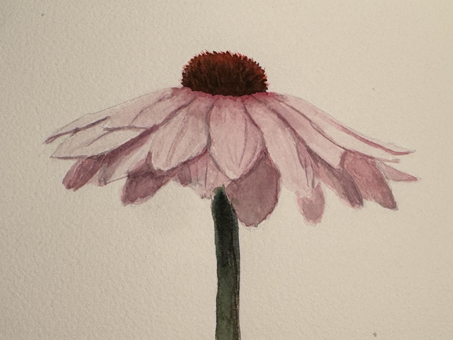 Pink Daisy - image 1 - student project