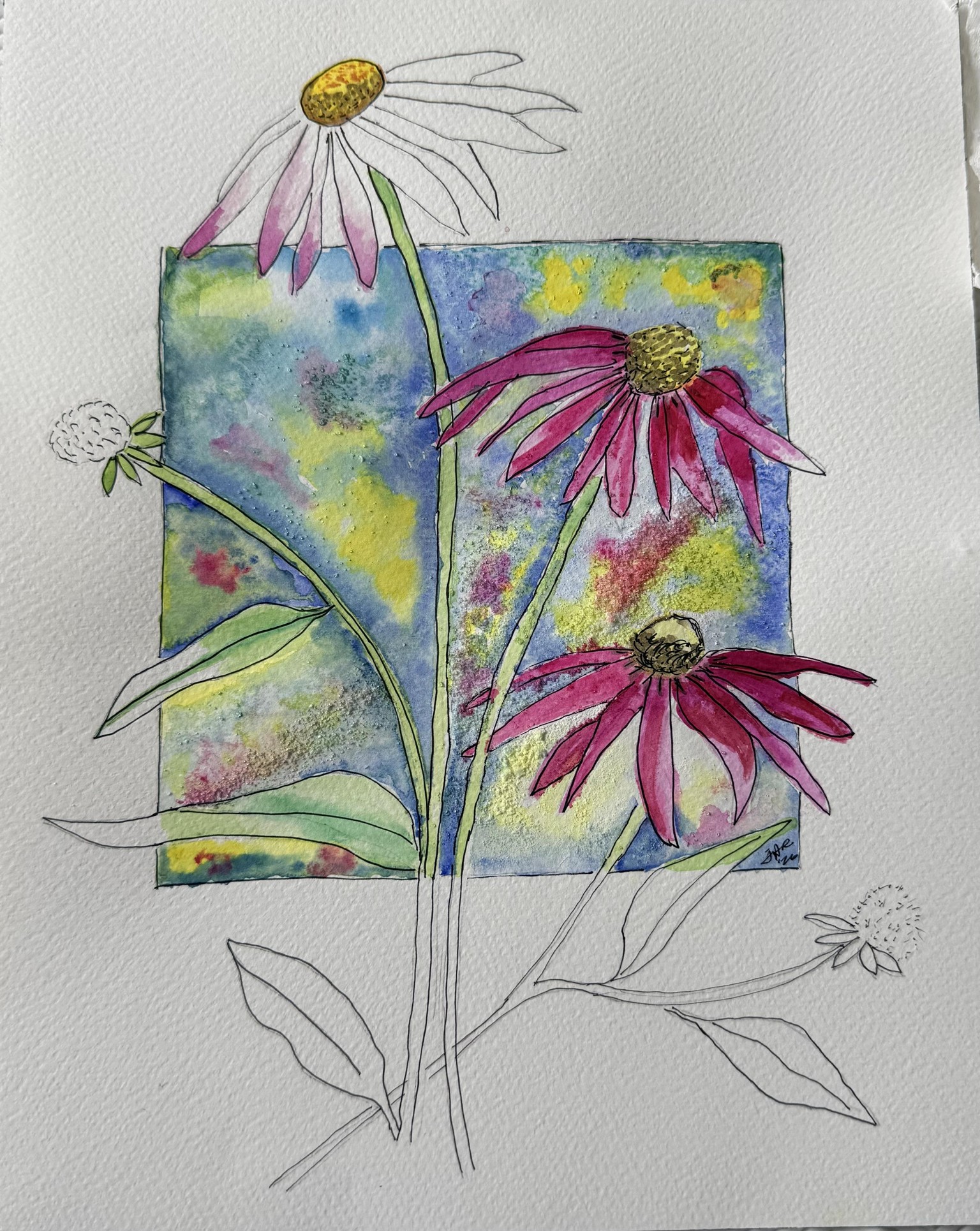 Colorful Echinaceas - image 1 - student project