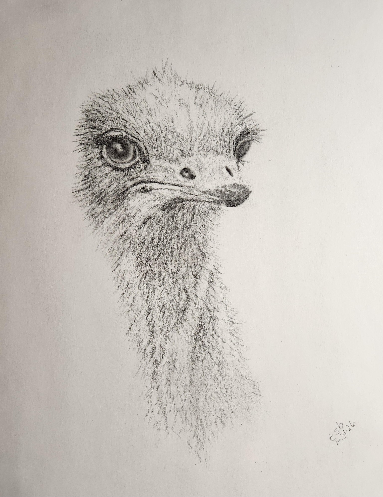 Ostrich w/Jamie - image 2 - student project