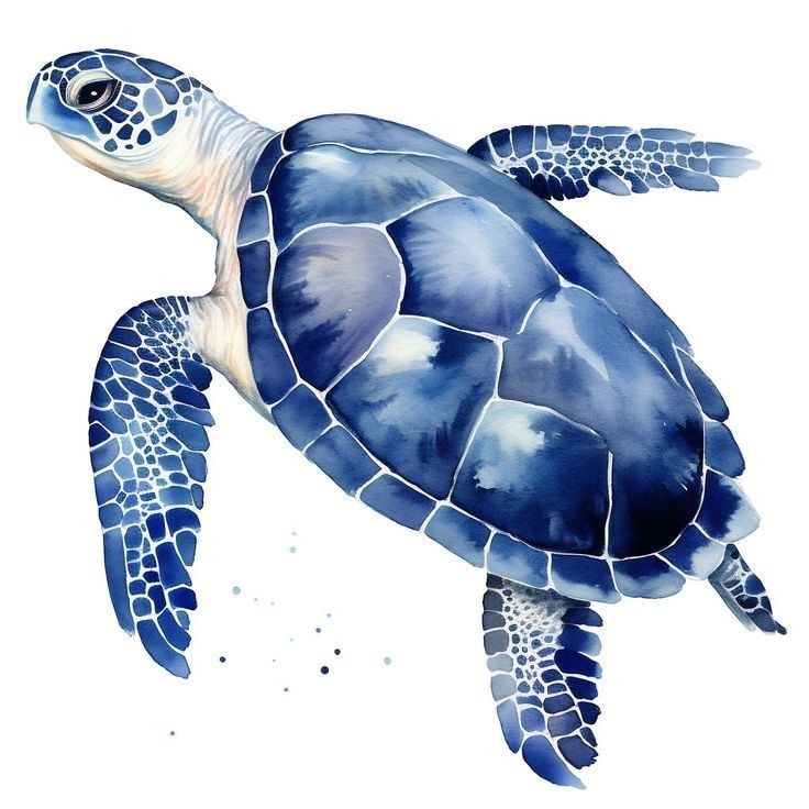 tortuga - image 2 - student project