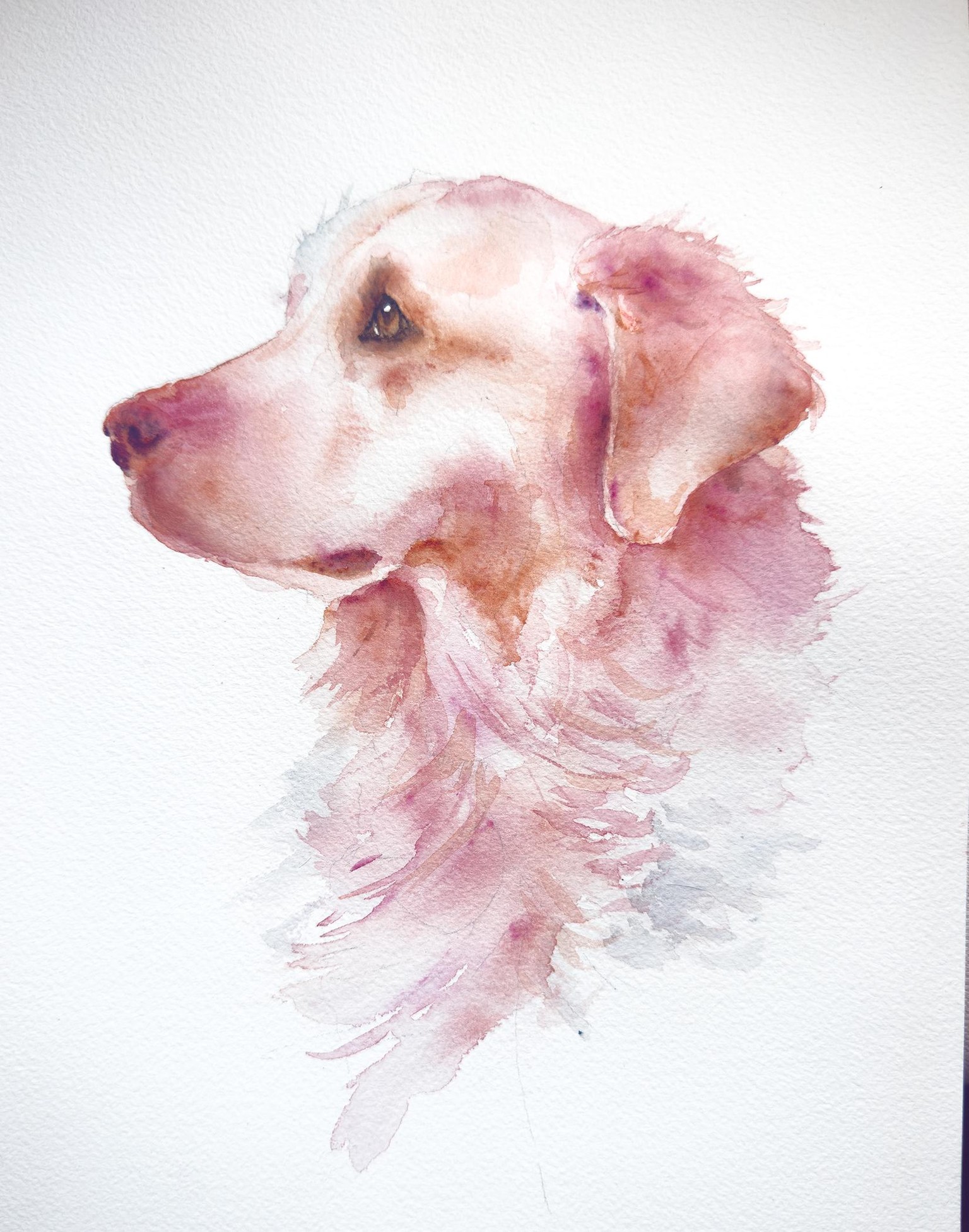 Golden Retriever - image 1 - student project