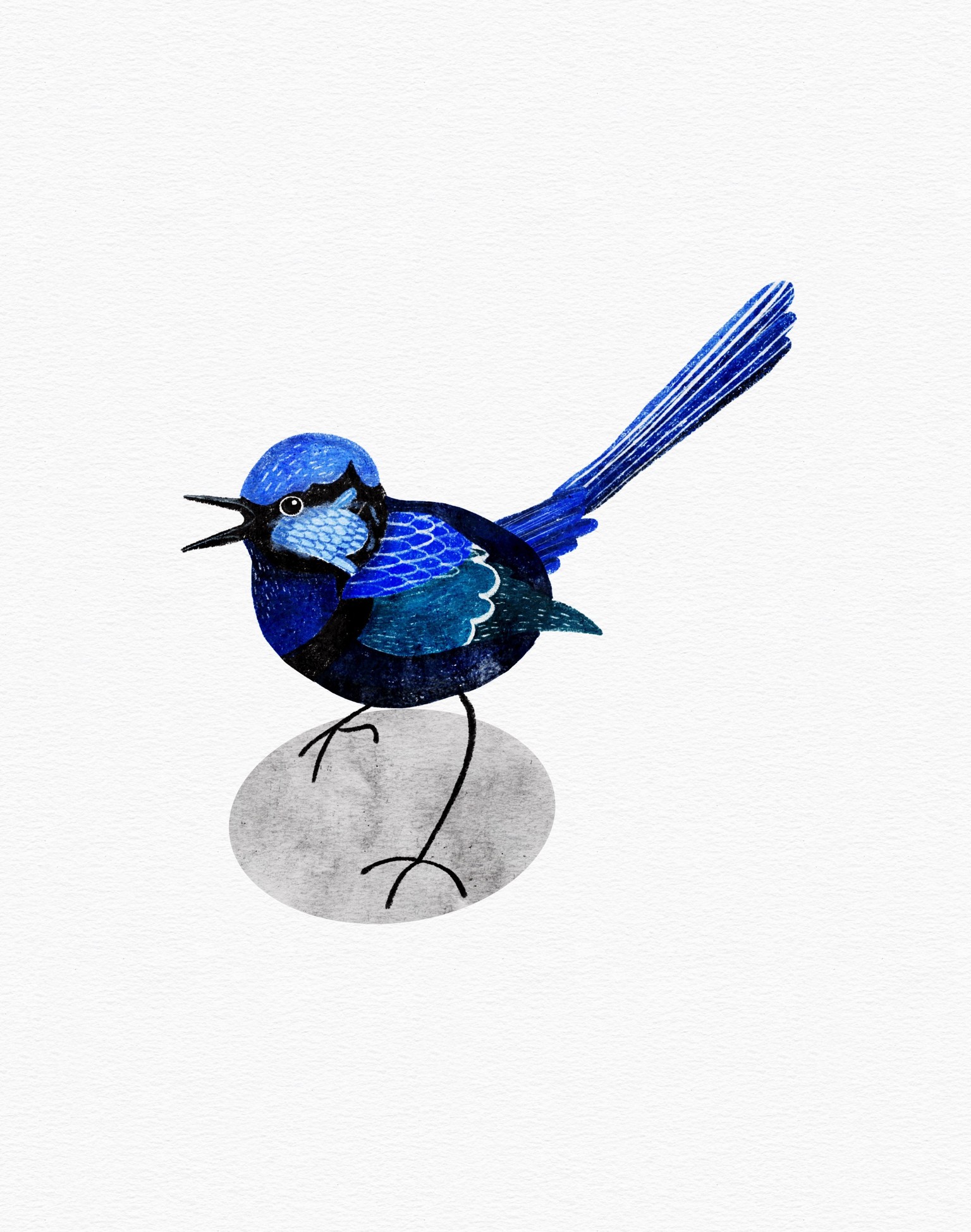 Blue Fairy Wren - image 1 - student project