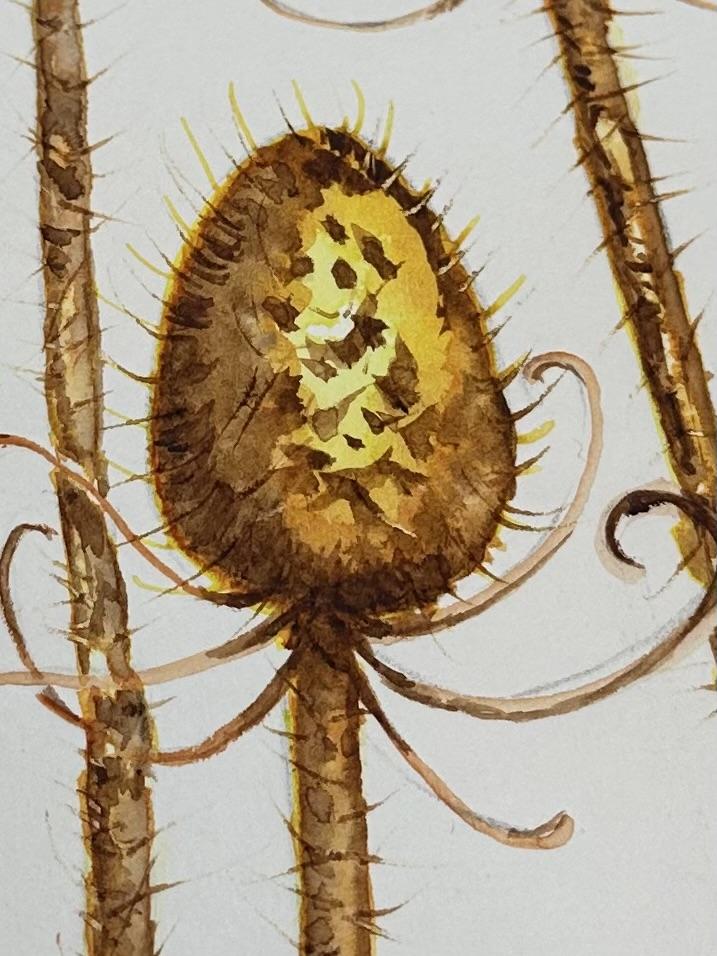 Golden Teasels - image 3 - student project