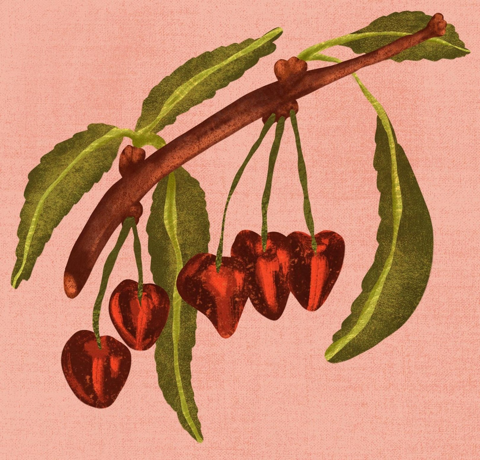 Cherries with texture - image 1 - student project