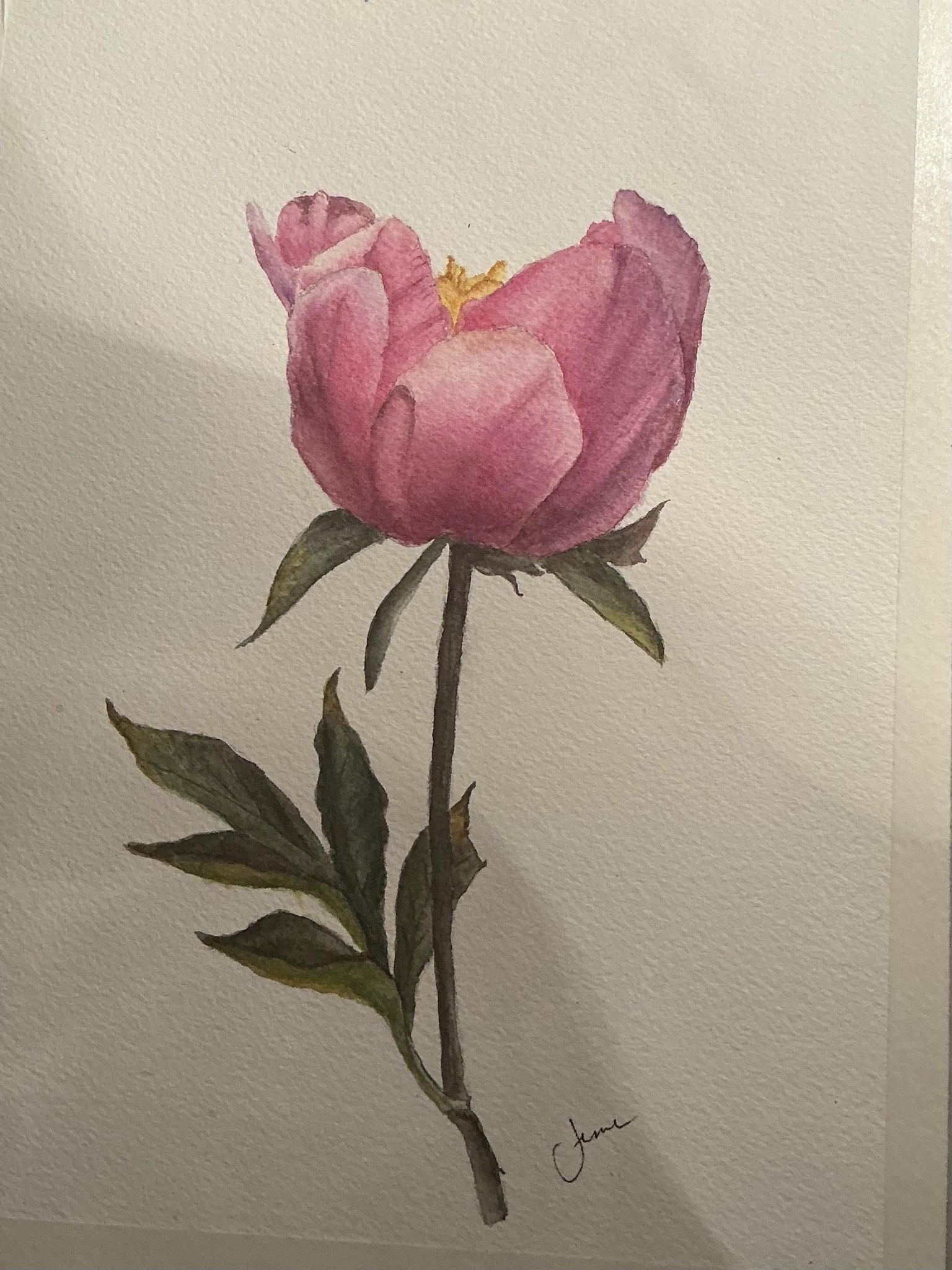 Pink Peony - image 1 - student project