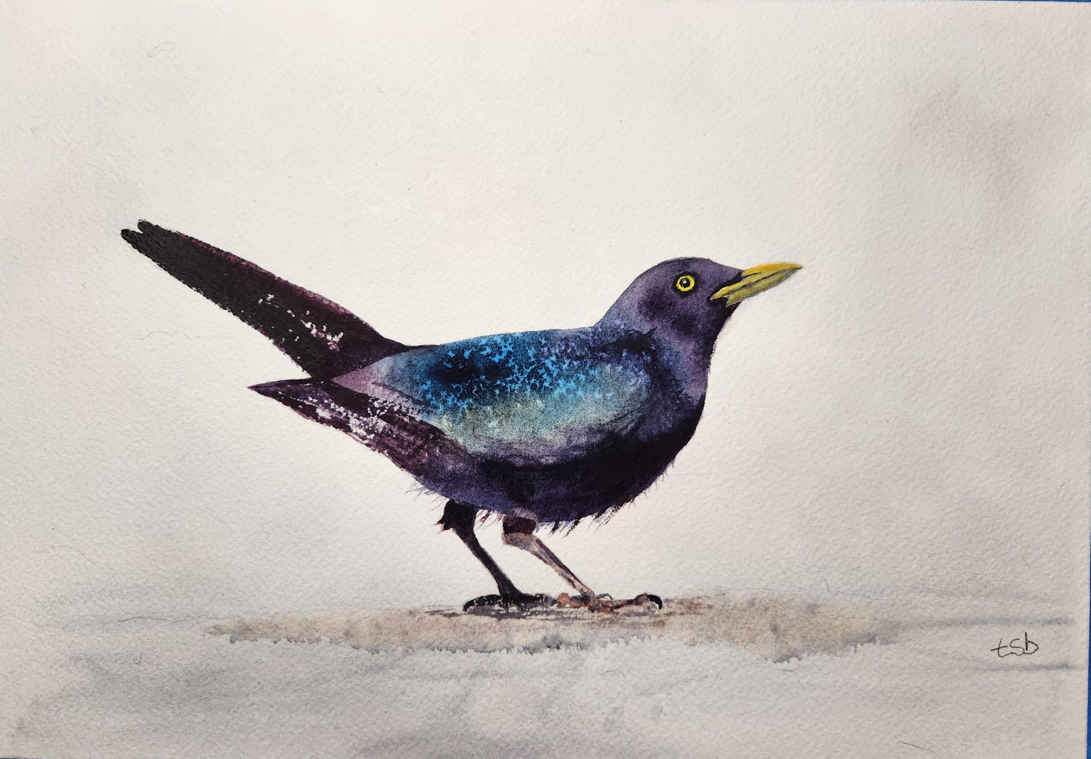Blackbird with Will - image 1 - student project