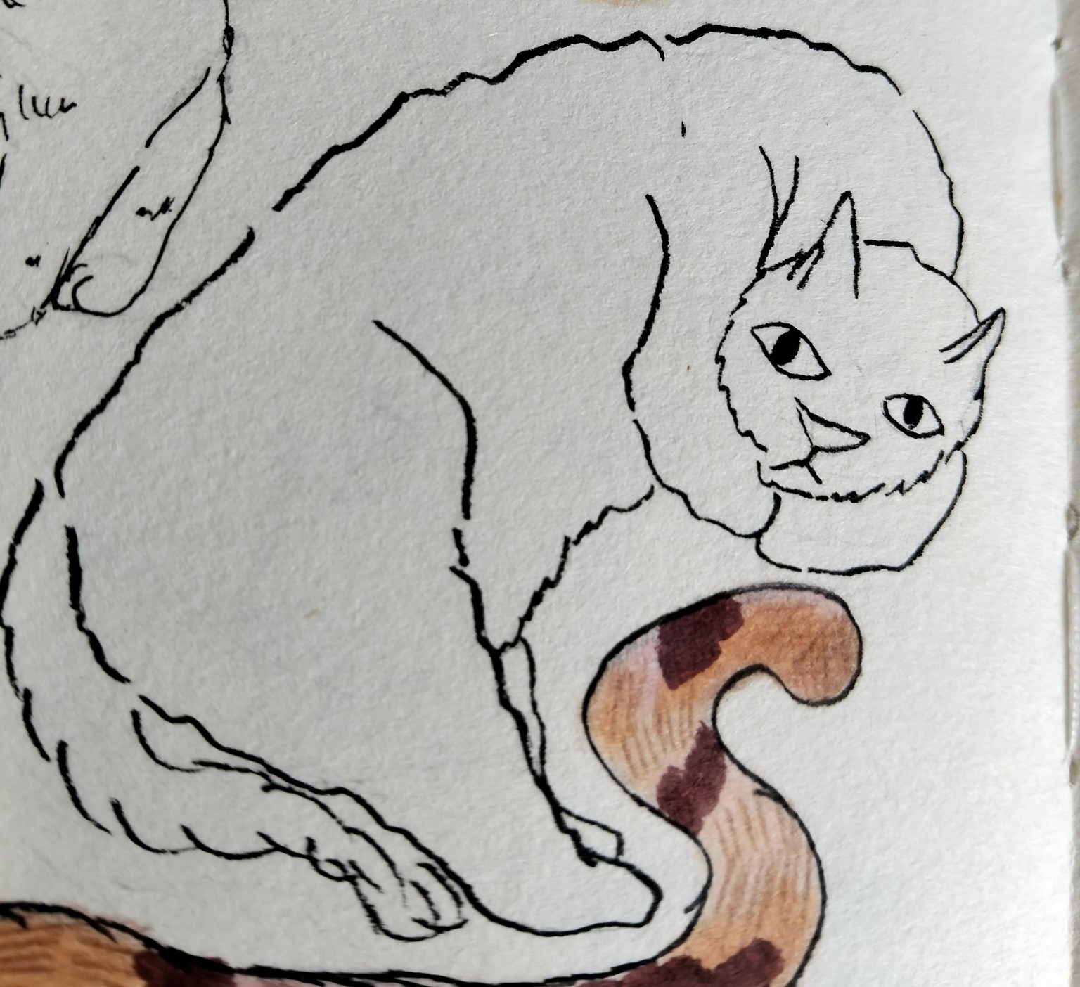 cat drawings - image 2 - student project