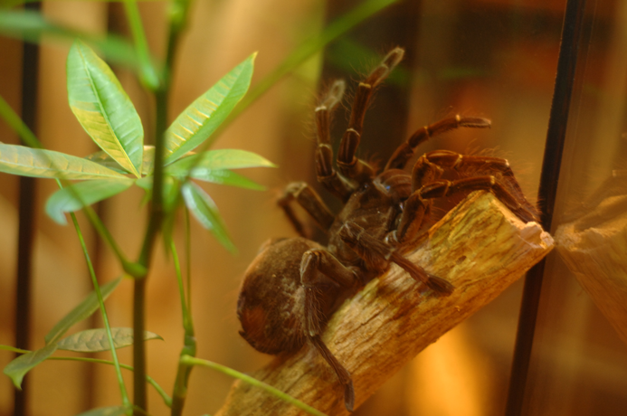 Engraving Style Tarantula - image 1 - student project
