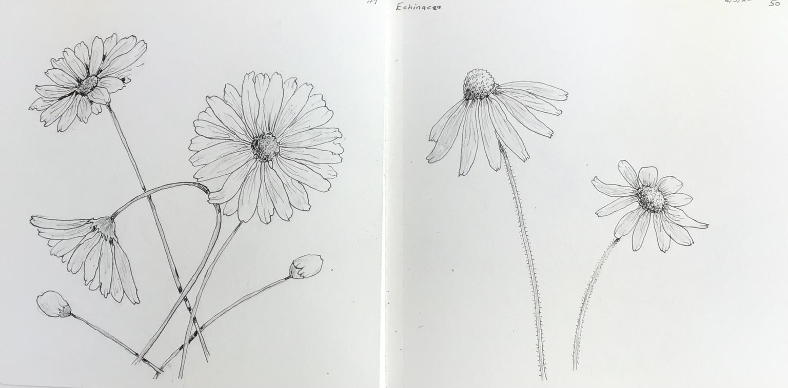 Botanical drawing - image 4 - student project