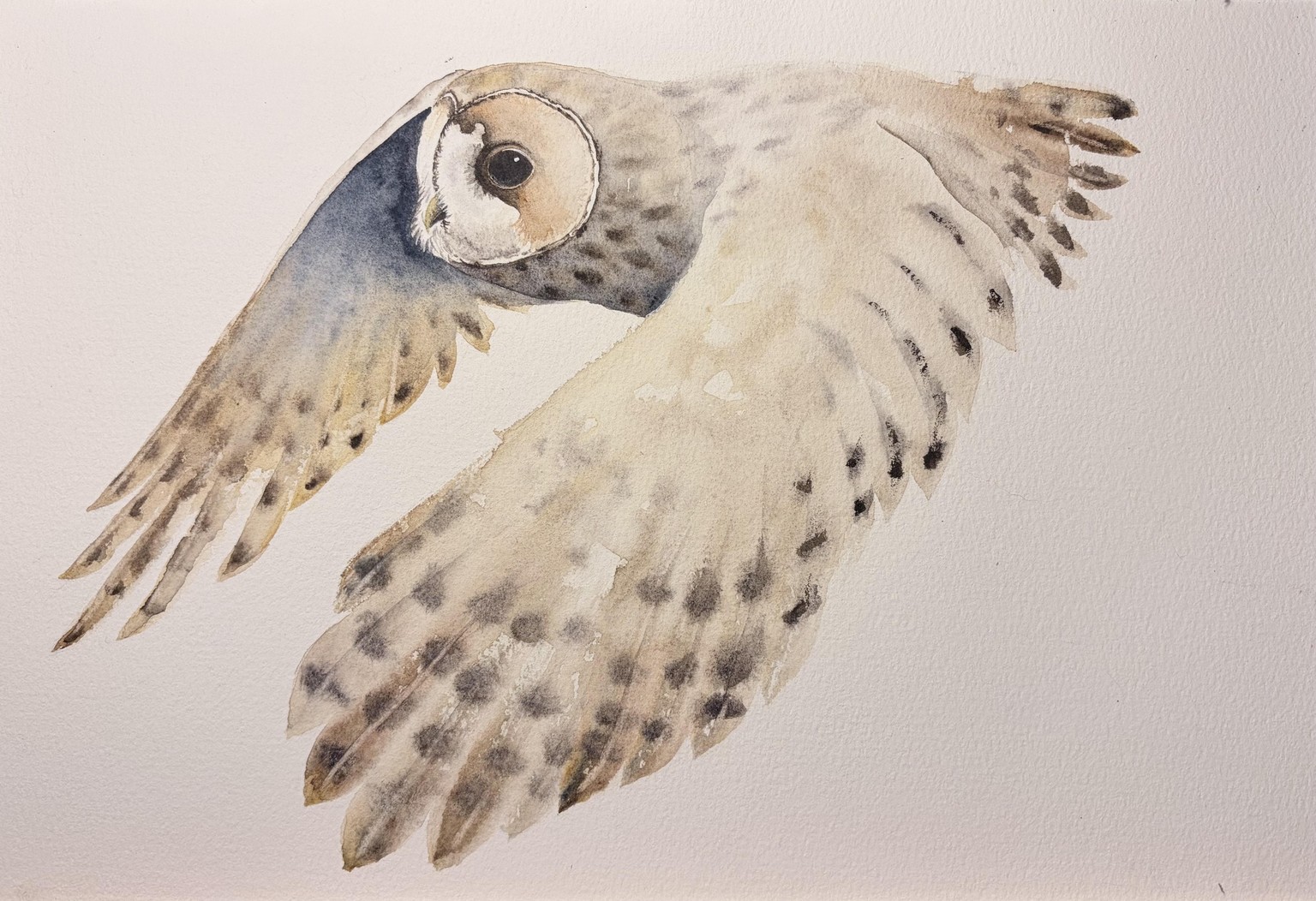 Flying owl - image 1 - student project