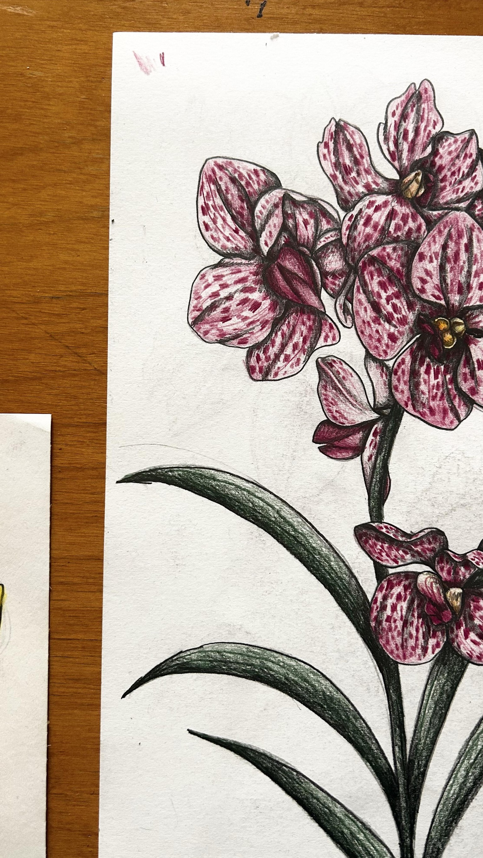 Spotted Orchids - image 2 - student project