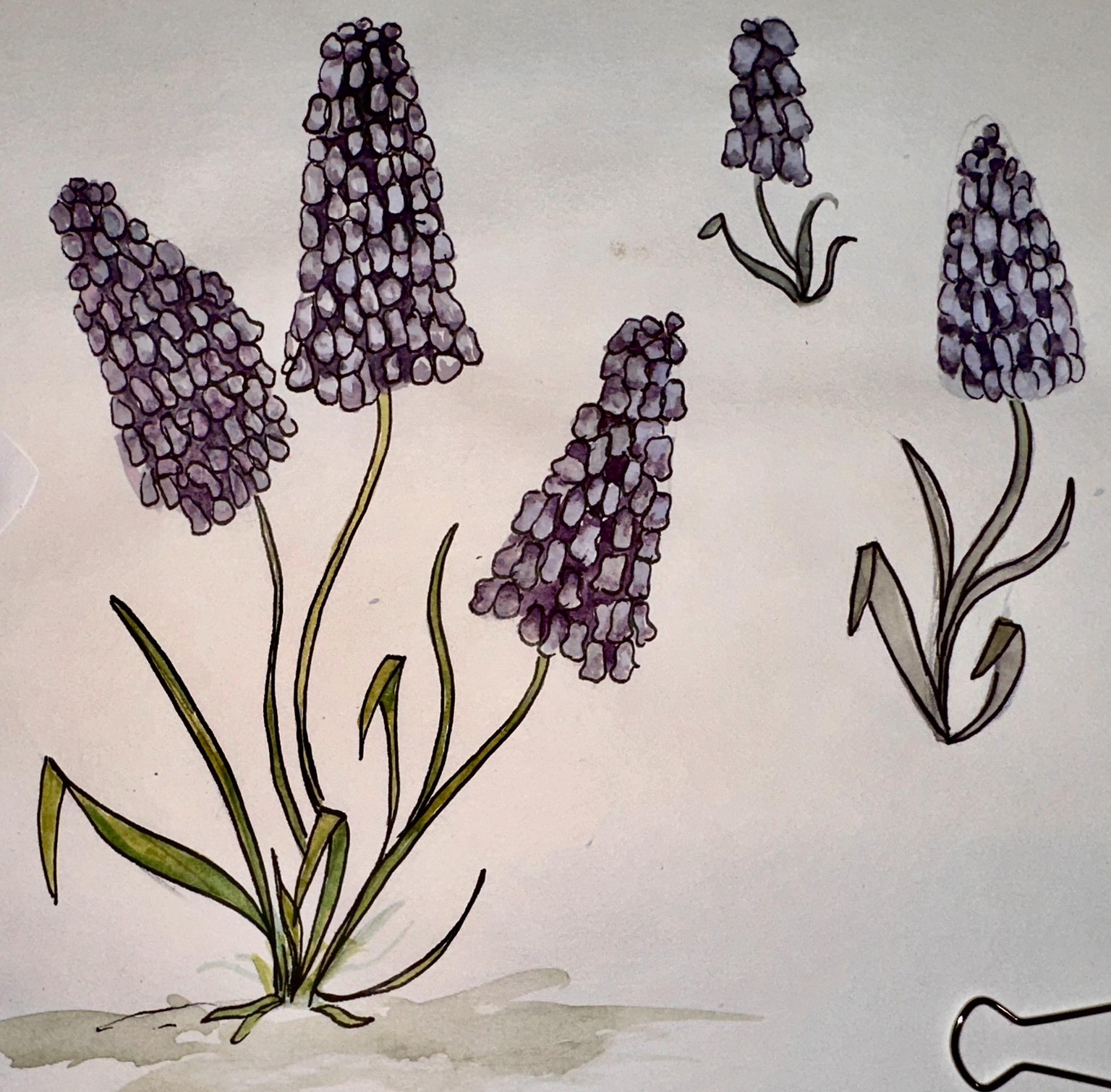 Grape Hyacinths - image 1 - student project