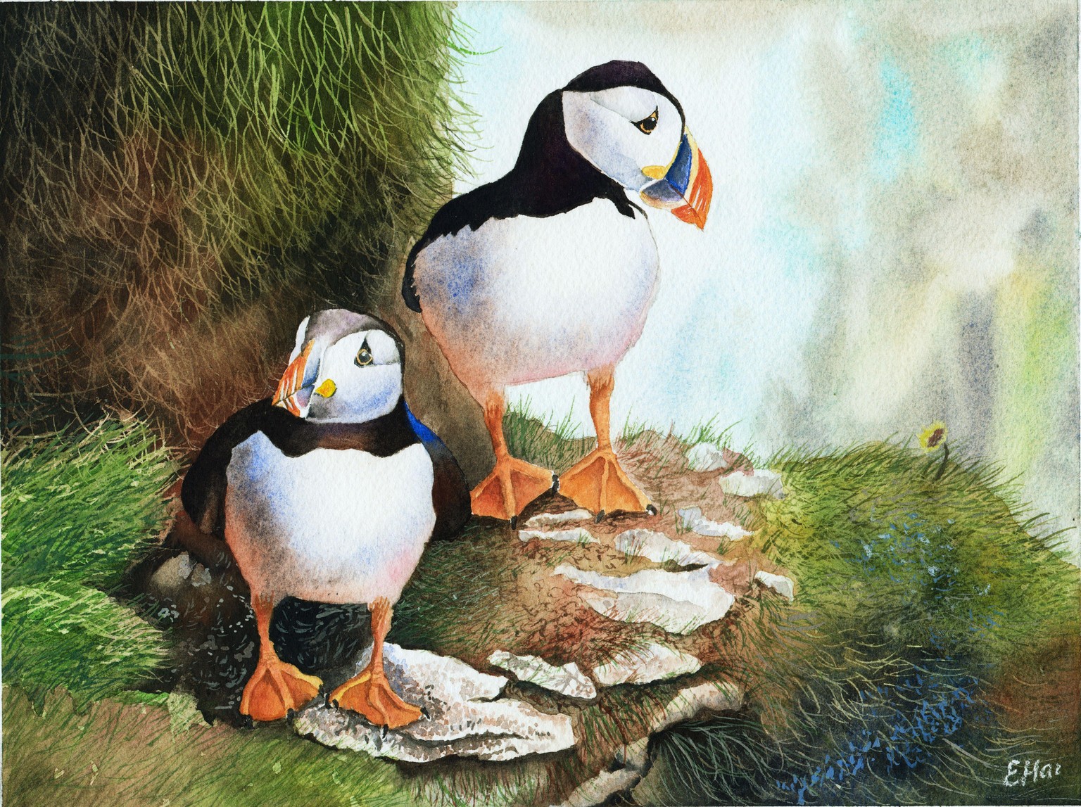 Puffins - image 1 - student project