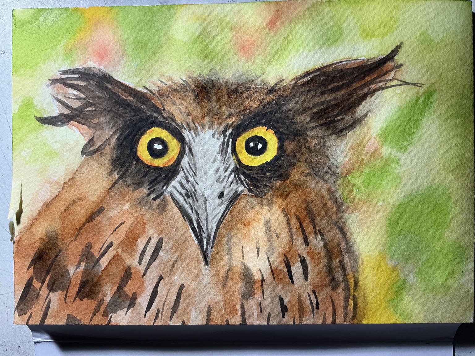 Curious owl - image 1 - student project