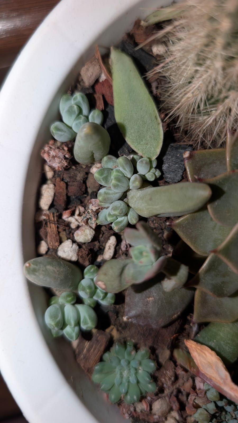 Succulent propagation - image 1 - student project