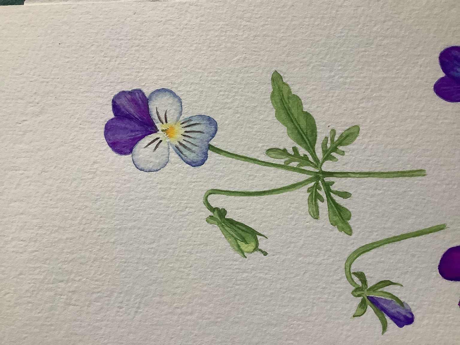 Watercolour Viola faces - image 1 - student project