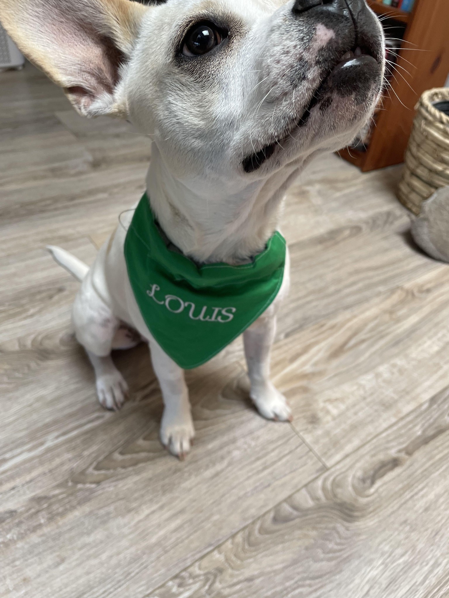 Bandanas for Pups - image 2 - student project