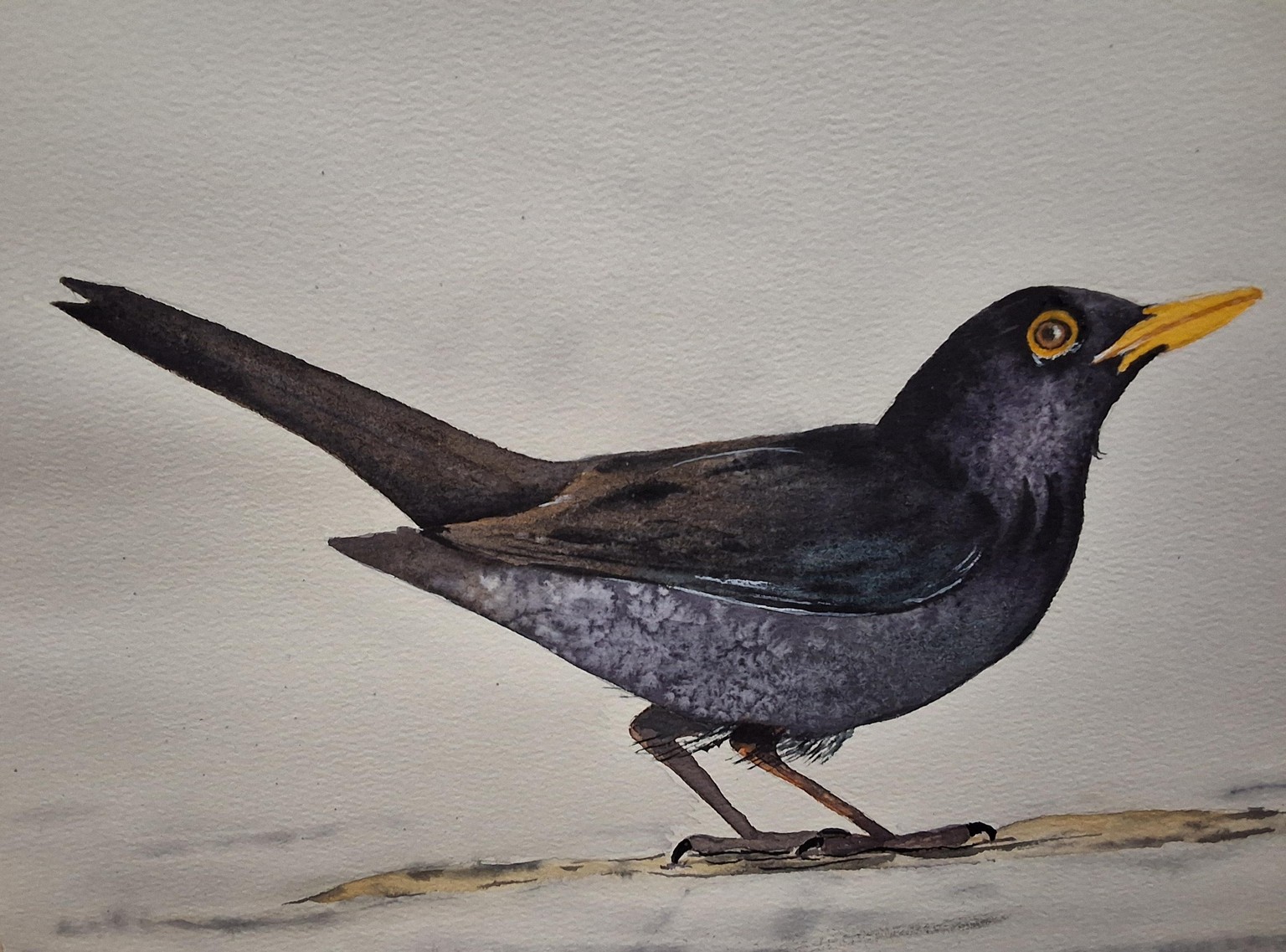 Black bird in watercolor - image 1 - student project