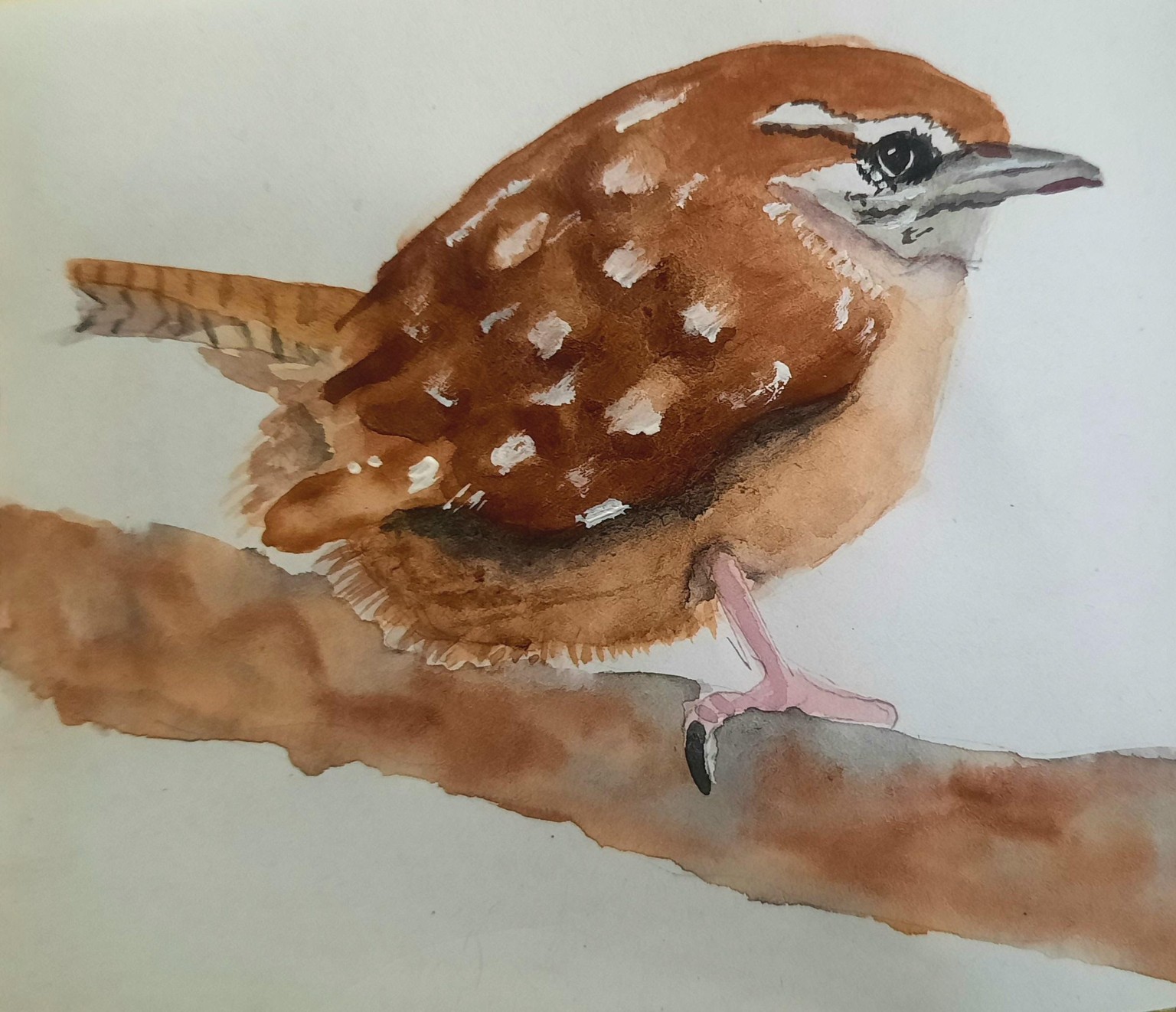 Wren - image 1 - student project