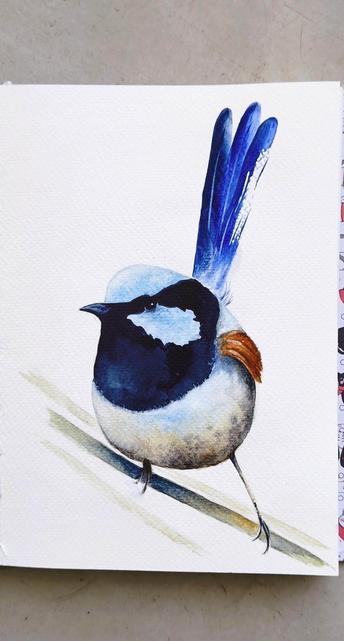 Blue Wren Watercolour - image 1 - student project