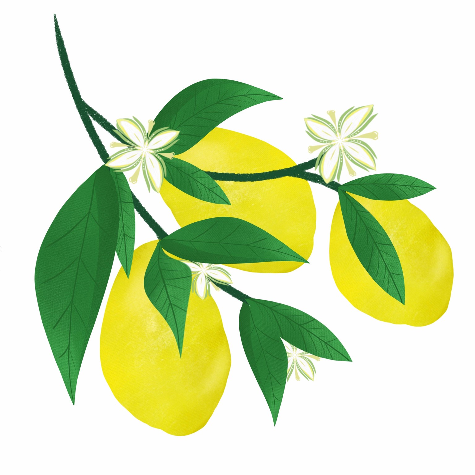 Lemons - image 2 - student project